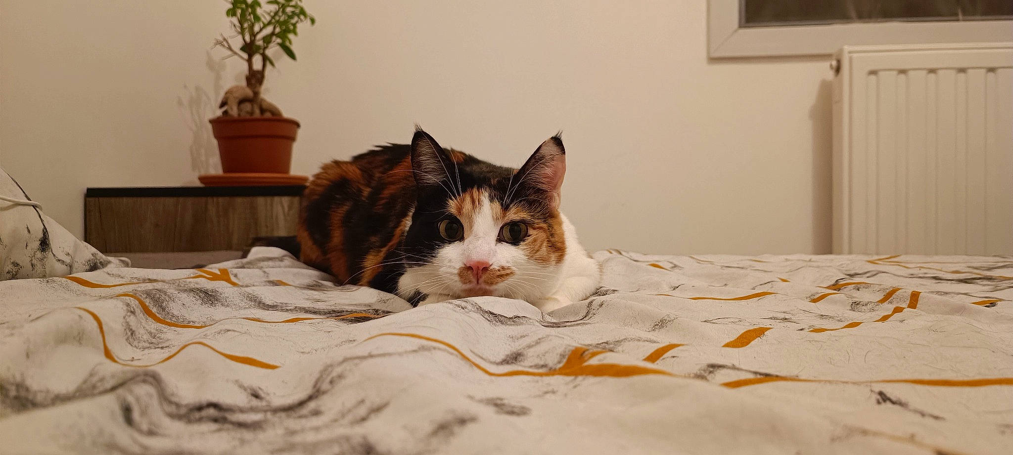 Moon a rejoint le concours — aidez-le/la à gagner de superbes lots ! bed, bed_sheet, bedding, carnivore, cat, comfort, domestic_short_haired_cat, felidae, flooring, flowerpot, fur, houseplant, linens, picture_frame, plant, room, small_to_medium_sized_cats, snout, whiskers, wood