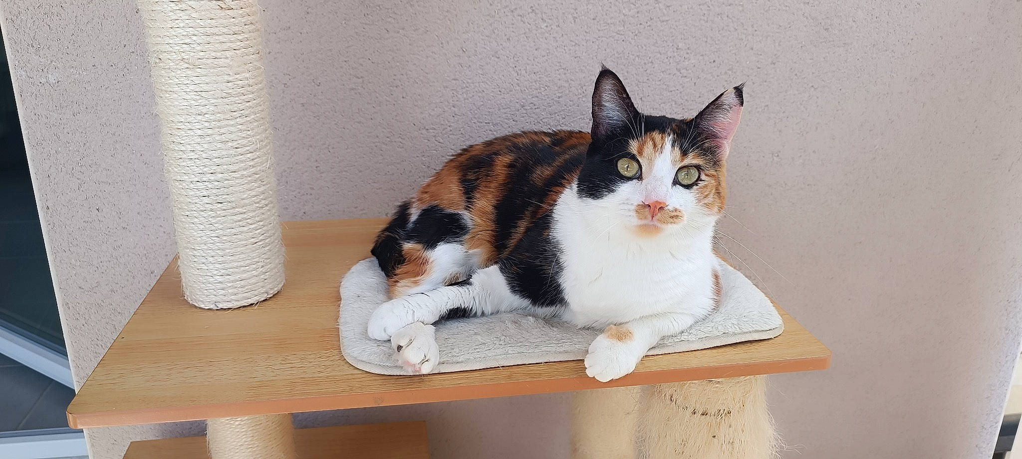 Moon a rejoint le concours — aidez-le/la à gagner de superbes lots ! box, carnivore, cat, cat_supply, comfort, domestic_short_haired_cat, felidae, fur, hardwood, paw, pet_supply, rectangle, small_to_medium_sized_cats, tail, whiskers, wood