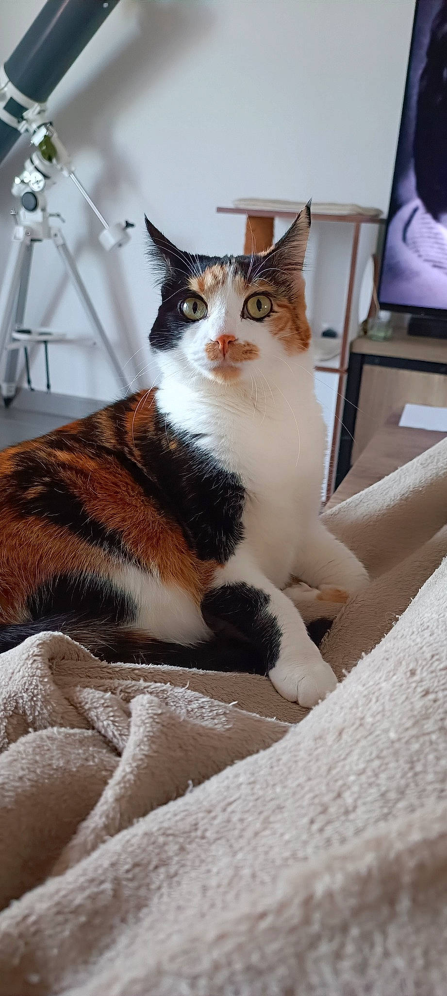 Moon a rejoint le concours — aidez-le/la à gagner de superbes lots ! carnivore, cat, comfort, domestic_short_haired_cat, fawn, felidae, foot, fur, human_leg, paw, plant, sitting, small_to_medium_sized_cats, snout, tail, terrestrial_animal, tree, whiskers, window, wood