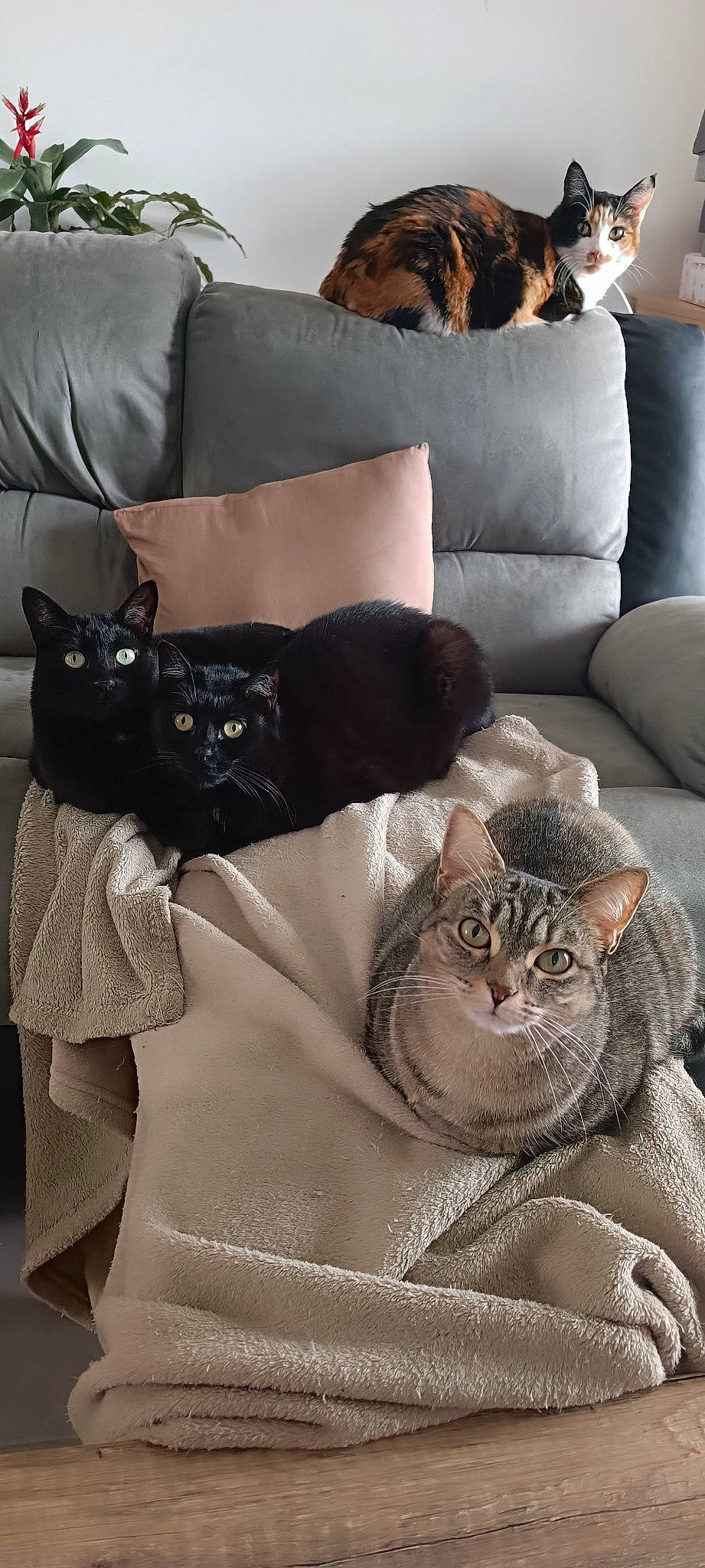 Berlioz a rejoint le concours — aidez-le/la à gagner de superbes lots ! carnivore, cat, cat_supply, comfort, couch, domestic_short_haired_cat, felidae, fur, grey, linens, pattern, pet_supply, room, small_to_medium_sized_cats, studio_couch, tail, terrestrial_animal, textile, whiskers, white