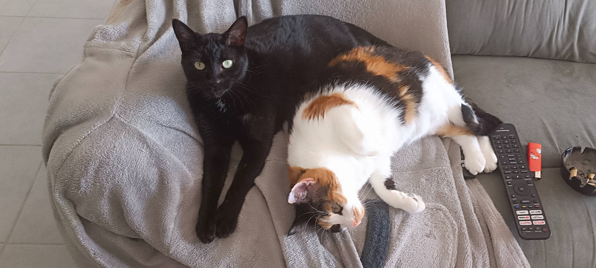 Berlioz participe au concours pour gagner de l'argent avec cette photo : carnivore, cat, claw, comfort, companion_dog, domestic_short_haired_cat, felidae, flooring, fur, hardwood, lap, mammal, paw, small_to_medium_sized_cats, snout, tail, whiskers, wood