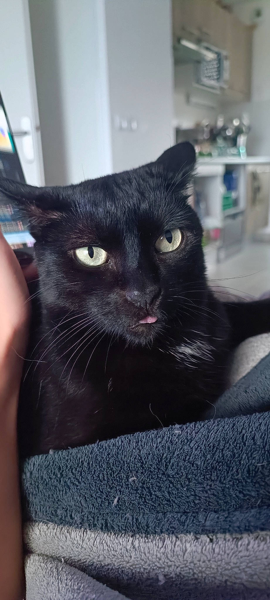 Berlioz a rejoint le concours — aidez-le/la à gagner de superbes lots ! black_cat, bombay, carnivore, cat, domestic_short_haired_cat, felidae, fur, small_to_medium_sized_cats, snout, terrestrial_animal, vertebrate, whiskers