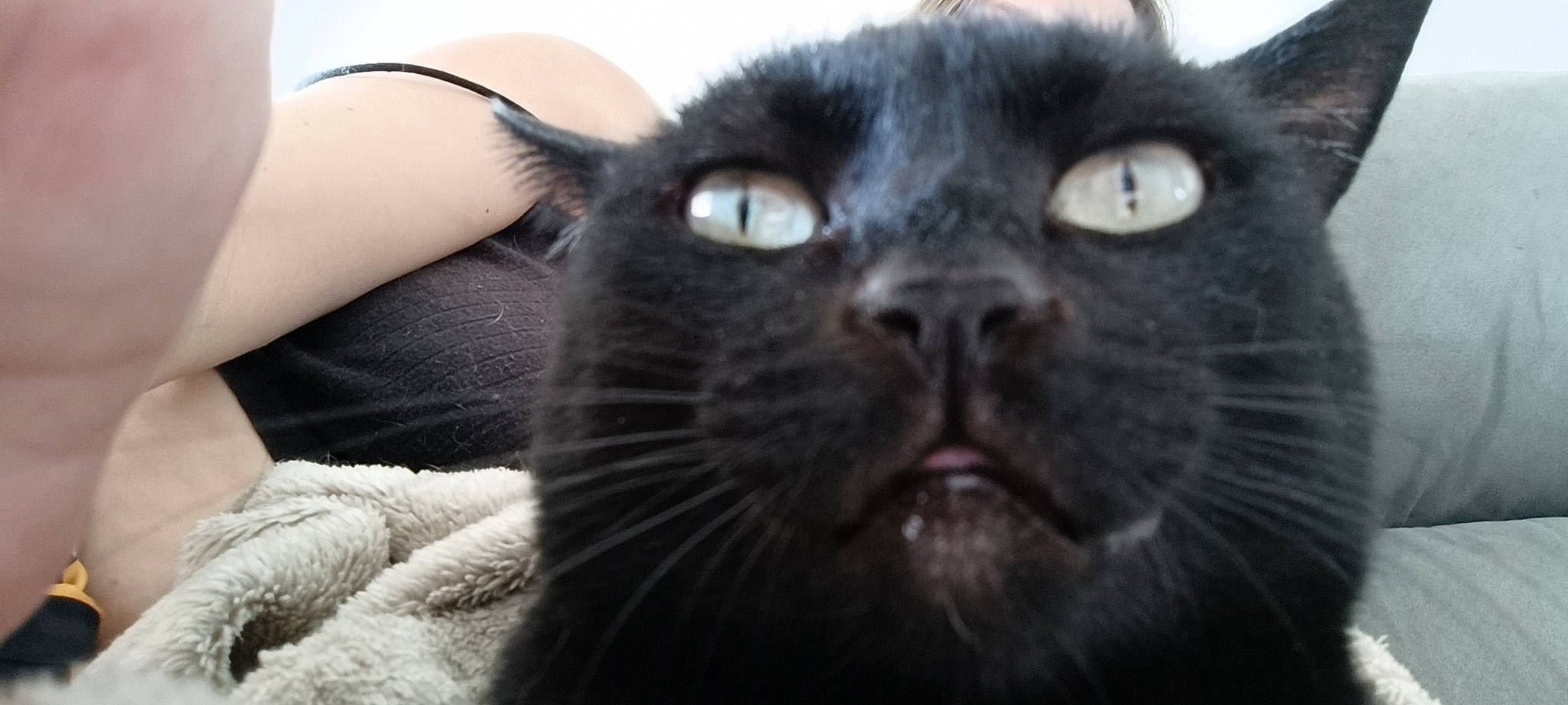 Berlioz a rejoint le concours — aidez-le/la à gagner de superbes lots ! bombay, carnivore, cat, comfort, domestic_short_haired_cat, felidae, fur, grey, small_to_medium_sized_cats, snout, terrestrial_animal, whiskers, wildlife