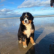 Aïka participe au concours pour gagner de l'argent avec cette photo : dog, bernese_mountain_dog, puppy, beach, sand, ocean, sea, sky, clouds, reflection, paws, fur, sitting, horizon, waves, sunlight, shadow, wet_sand, person_arm, portrait