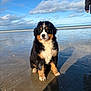 Aïka a rejoint le concours — aidez-le/la à gagner de superbes lots ! dog, bernese_mountain_dog, puppy, beach, sand, ocean, sea, sky, clouds, reflection, paws, fur, sitting, horizon, waves, sunlight, shadow, wet_sand, person_arm, portrait