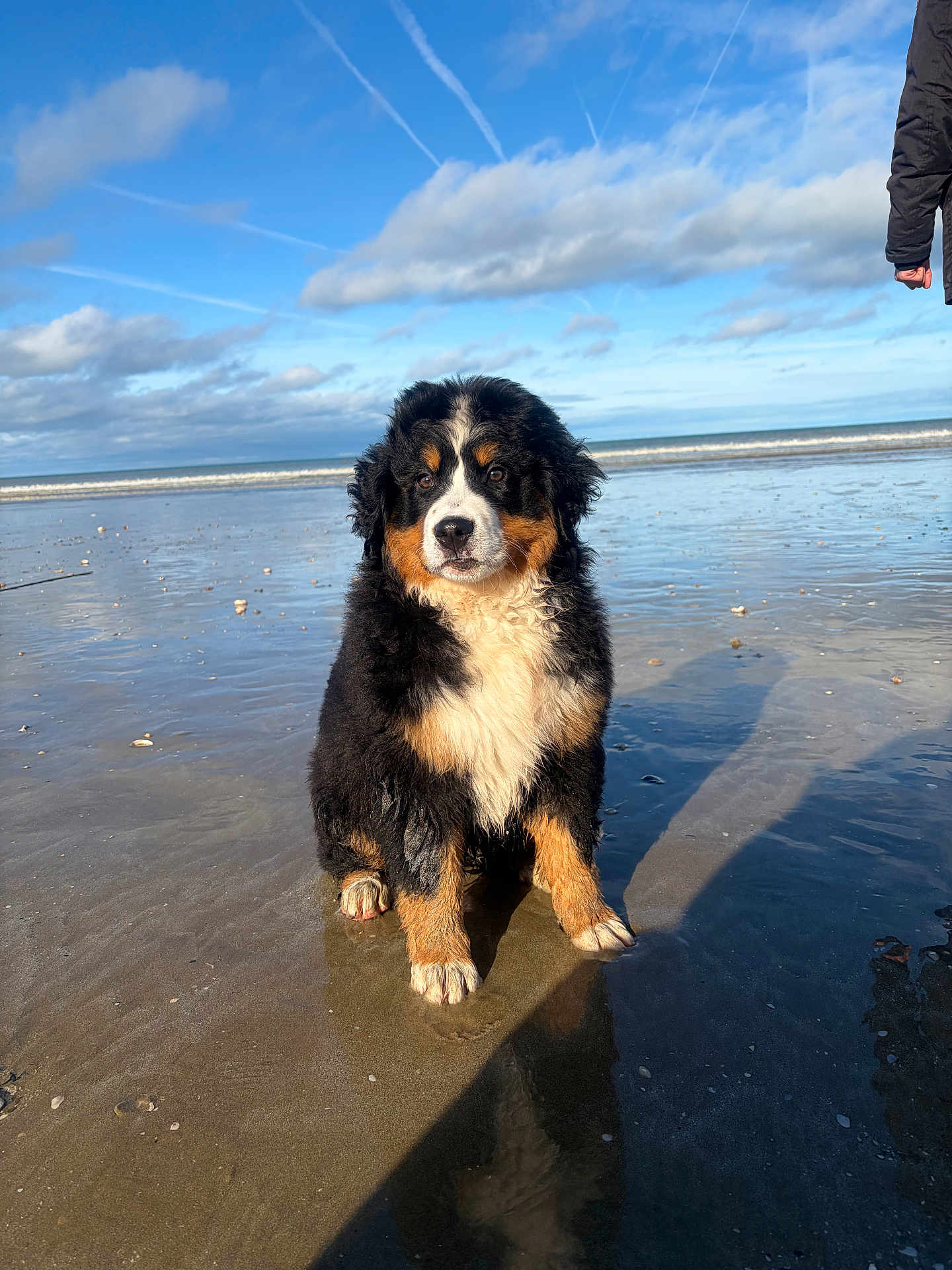 Aïka a rejoint le concours — aidez-le/la à gagner de superbes lots ! dog, bernese_mountain_dog, puppy, beach, sand, ocean, sea, sky, clouds, reflection, paws, fur, sitting, horizon, waves, sunlight, shadow, wet_sand, person_arm, portrait