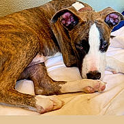 Tayko a rejoint le concours — aidez-le/la à gagner de superbes lots ! dog, brindle, pet, canine, indoor, resting, blanket, fur, ears, snout, white_markings, paw, relaxed, closeup, bed, comfortable, animal, portrait, looking, companion