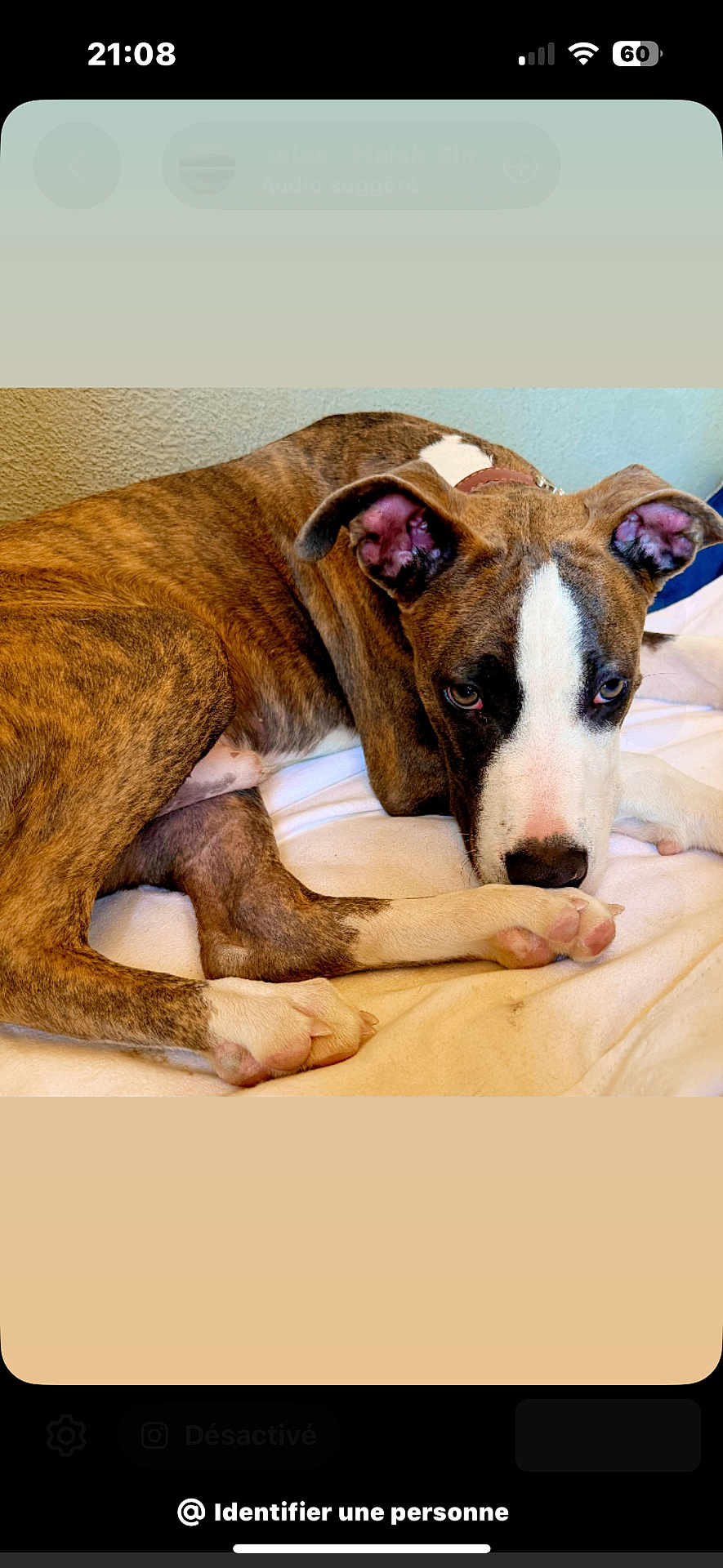 Tayko a rejoint le concours — aidez-le/la à gagner de superbes lots ! dog, brindle, pet, canine, indoor, resting, blanket, fur, ears, snout, white_markings, paw, relaxed, closeup, bed, comfortable, animal, portrait, looking, companion