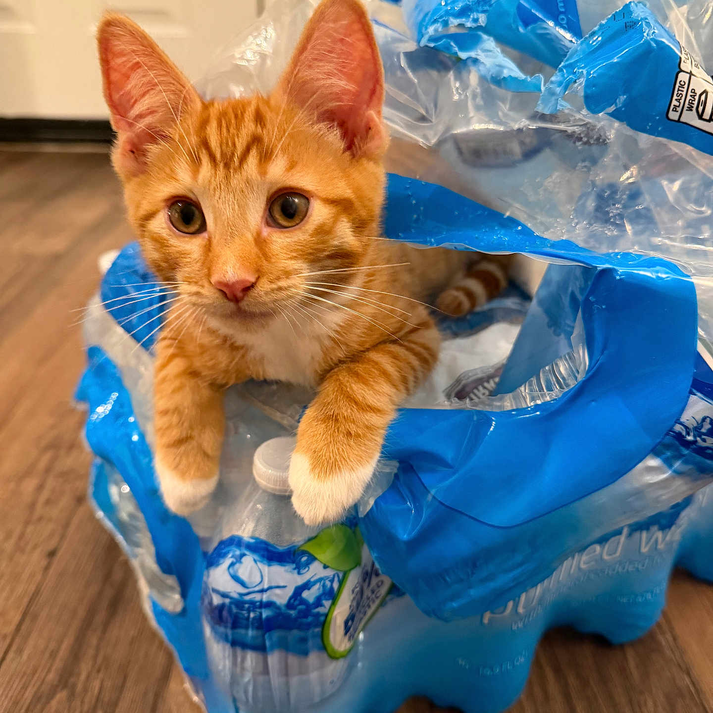 Dior is registered to the contest to win money with this photo: cat, kitten, orange_tabby, white_paws, plastic_wrap, water_bottle_pack, floor, indoor, curious, pet, animal, fur, whiskers, ears, eyes, playful, cute, domestic, household, container