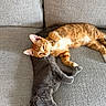 Dior joined the competition — help win amazing prizes! cat, orange_tabby, gray_cat, pets, animals, couch, furniture, indoor, resting, relaxing, snuggling, cozy, fur, whiskers, cute, sleeping, companion, domestic, pair, laying_down
