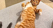 Dior joined the competition — help win amazing prizes! cat, orange_tabby, relaxed, lying_down, couch, indoor, carpet, feline, pet, paw, cozy, home, sleepy, content, mammal, whiskers, tail, fur, animal, domestic