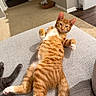 cat, orange_tabby, relaxed, lying_down, couch, indoor, carpet, feline, pet, paw, cozy, home, sleepy, content, mammal, whiskers, tail, fur, animal, domestic