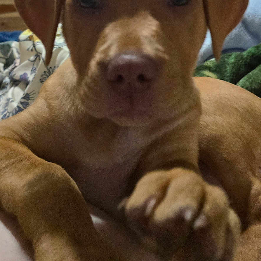 Ruby joined the competition — help win amazing prizes! animal, blanket, brown_fur, canine, close_up, cozy, cute, dog, ears, eyes, face, furniture, home, indoor, nose, paw, pet, puppy, resting, young_dog