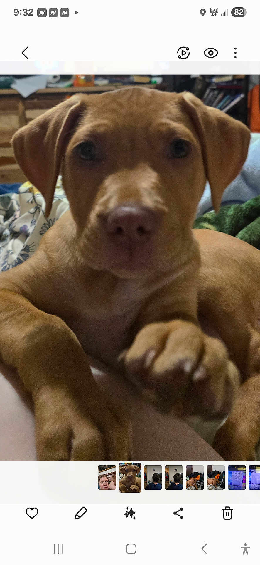 Ruby joined the competition — help win amazing prizes! puppy, dog, paw, close_up, indoor, blanket, furniture, brown_fur, pet, cute, animal, young_dog, face, nose, ears, eyes, cozy, home, resting, canine