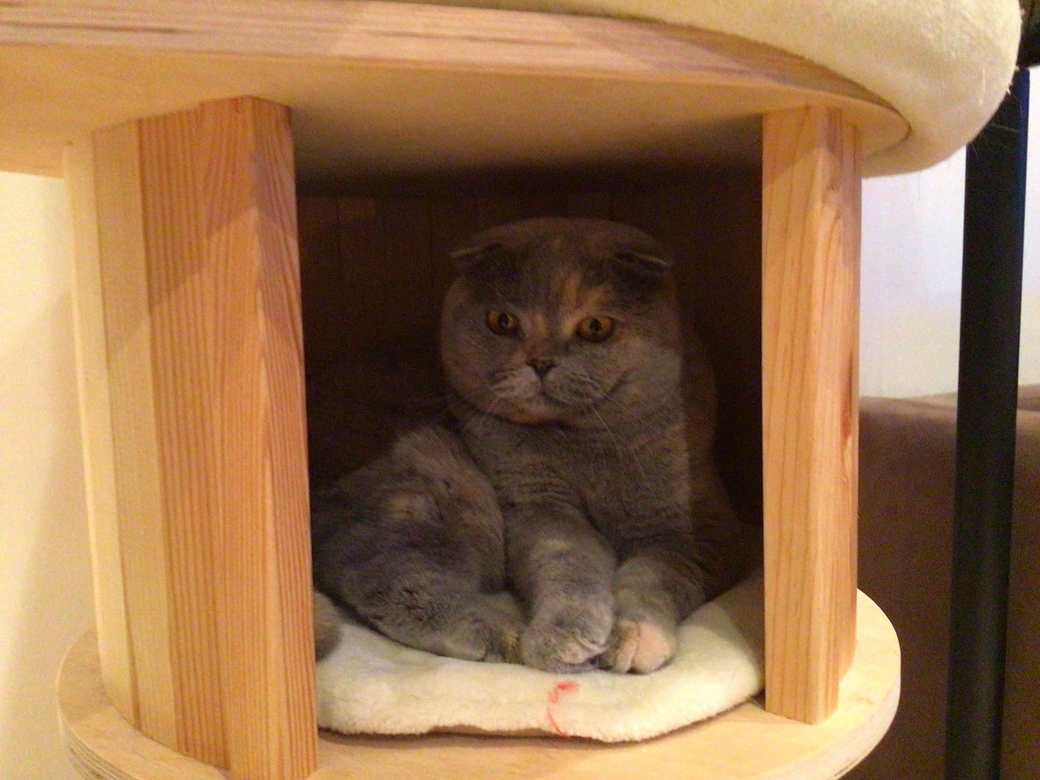 Nessie a rejoint le concours — aidez-le/la à gagner de superbes lots ! box, carnivore, cat, cat_supply, comfort, domestic_short_haired_cat, fawn, felidae, fur, hardwood, pet_supply, plywood, room, small_to_medium_sized_cats, snout, tail, terrestrial_animal, whiskers, window, wood