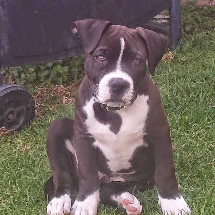 Thor joined the competition — help win amazing prizes! alloywheel, animal, bostonbull, bulldog, canine, car, carwheel, dog, grass, machine, pet, pitbull, plant, puppy, snout, spoke, tire, transportation, vehicle, wheel