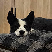 Laïka participe au concours pour gagner de l'argent avec cette photo : dog, black_and_white, resting, blanket, folded_blanket, indoors, wooden_cabinet, ears, face, pet, relaxed, fur, portrait, home, cozy, iron_man_helmet, decor, animal, lying_down, quiet