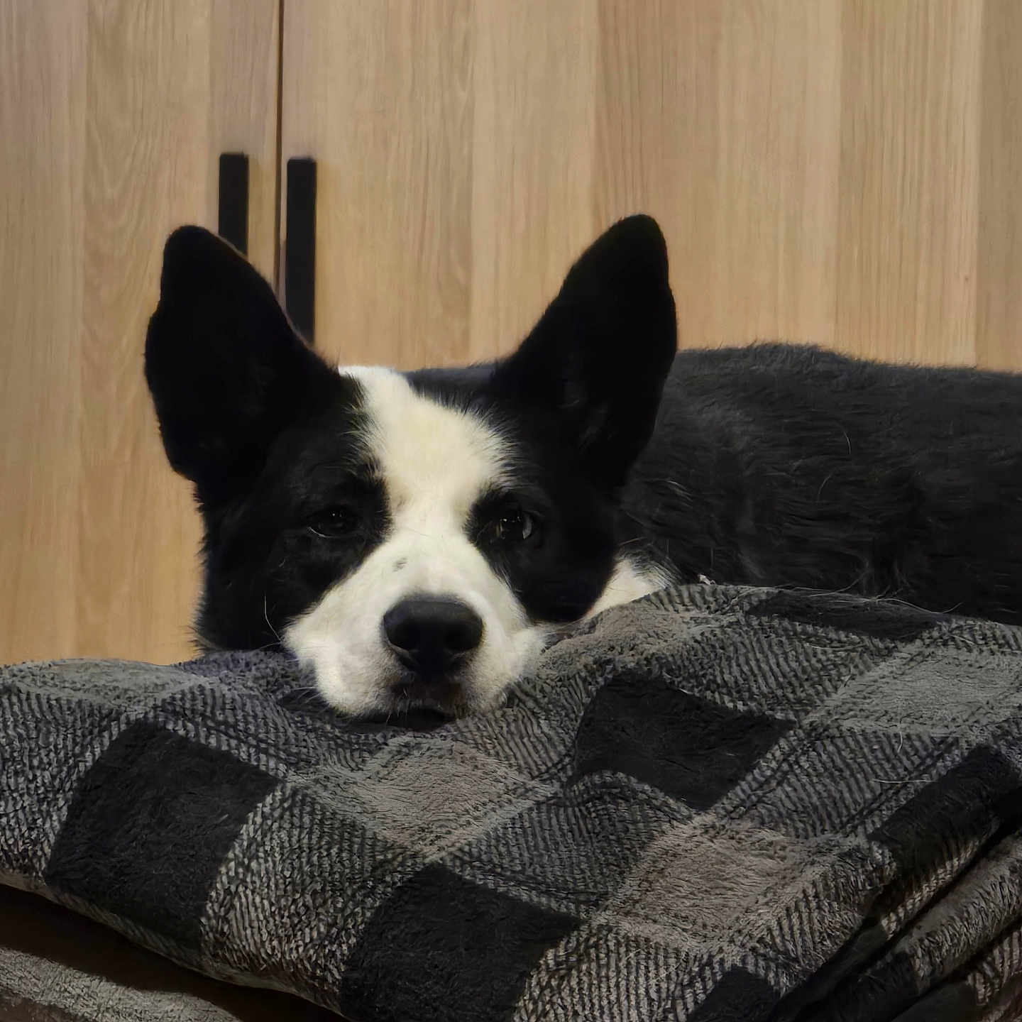 Laïka participe au concours pour gagner de l'argent avec cette photo : dog, black_and_white, resting, blanket, folded_blanket, indoors, wooden_cabinet, ears, face, pet, relaxed, fur, portrait, home, cozy, iron_man_helmet, decor, animal, lying_down, quiet