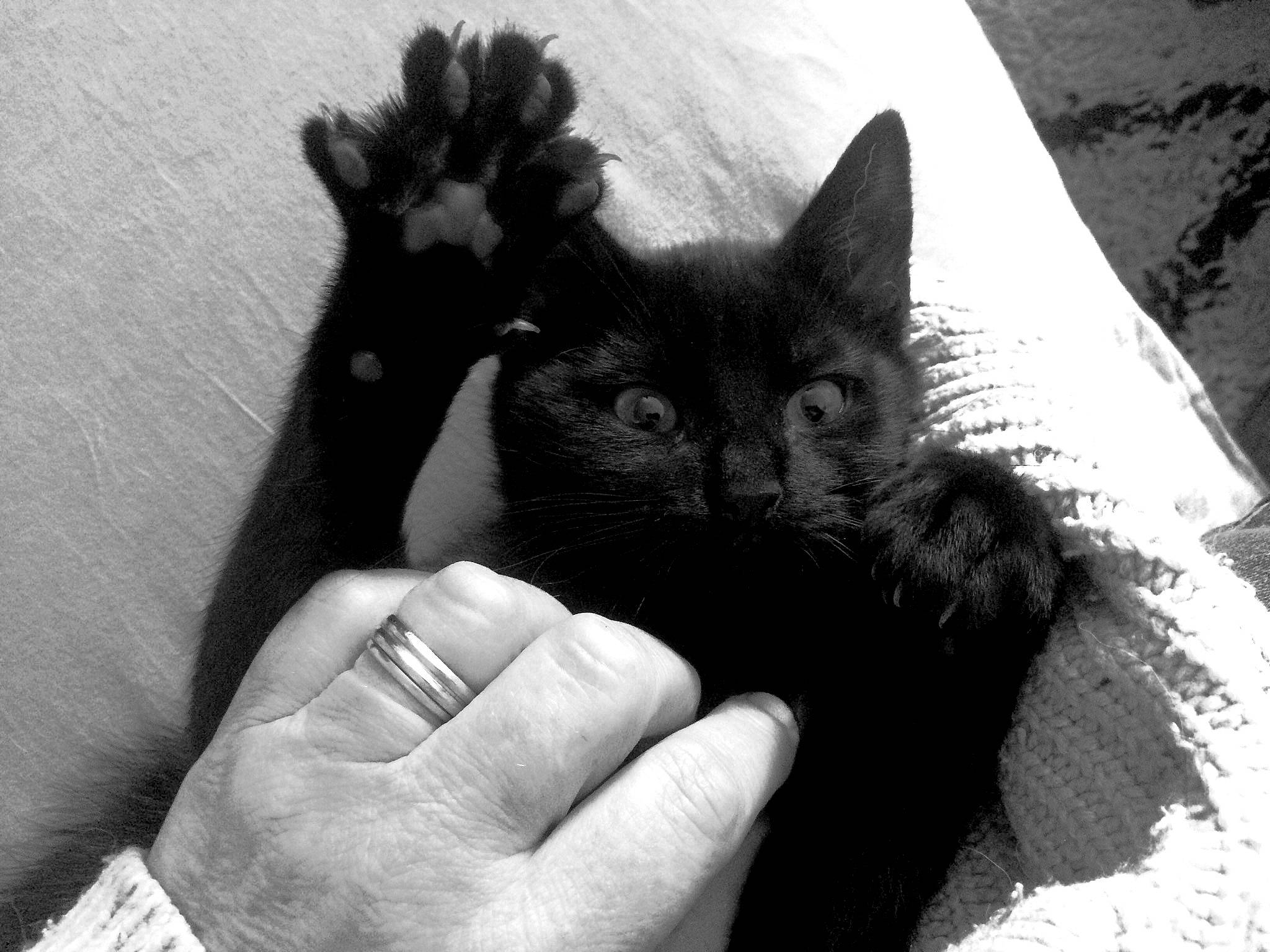 Moïse participe au concours pour gagner de l'argent avec cette photo : asian, black, black_and_white, black_cat, bombay, carnivore, cat, claw, domestic_short_haired_cat, felidae, finger, gesture, hand, kitten, monochrome, monochrome_photography, photography, small_to_medium_sized_cats, snapshot, whiskers