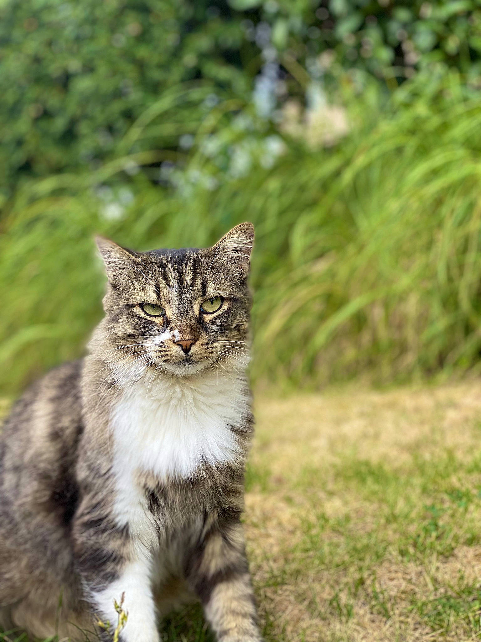 Jupiter participe au concours pour gagner de l'argent avec cette photo : carnivore, cat, domestic_short_haired_cat, eye, fawn, felidae, fur, grass, grassland, iris, natural_landscape, paw, plant, small_to_medium_sized_cats, snout, tail, terrestrial_animal, tree, whiskers, wildlife