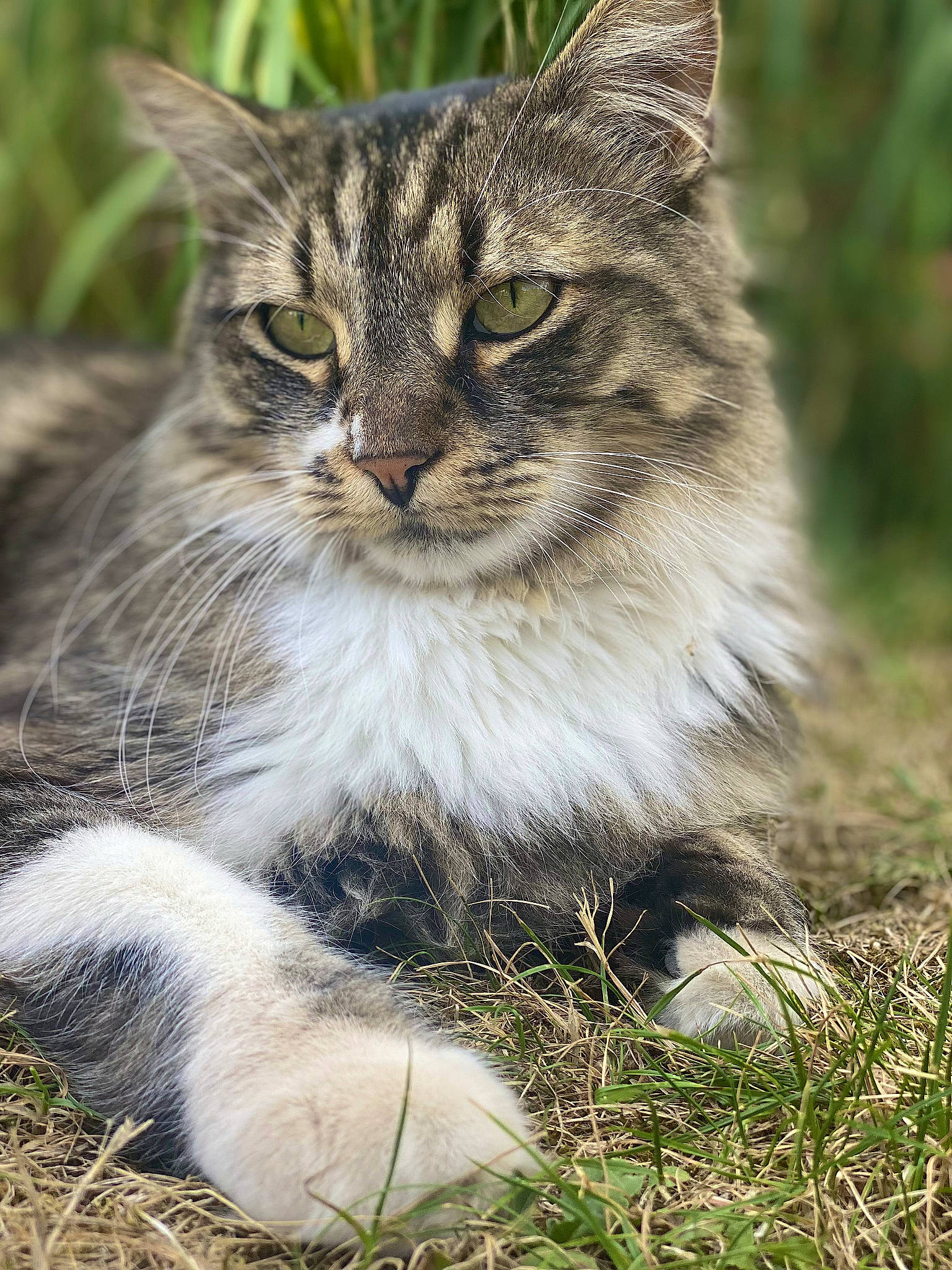 Jupiter participe au concours pour gagner de l'argent avec cette photo : carnivore, cat, domestic_short_haired_cat, felidae, fur, grass, natural_landscape, plant, small_to_medium_sized_cats, snout, tail, terrestrial_animal, tree, whiskers, wildlife