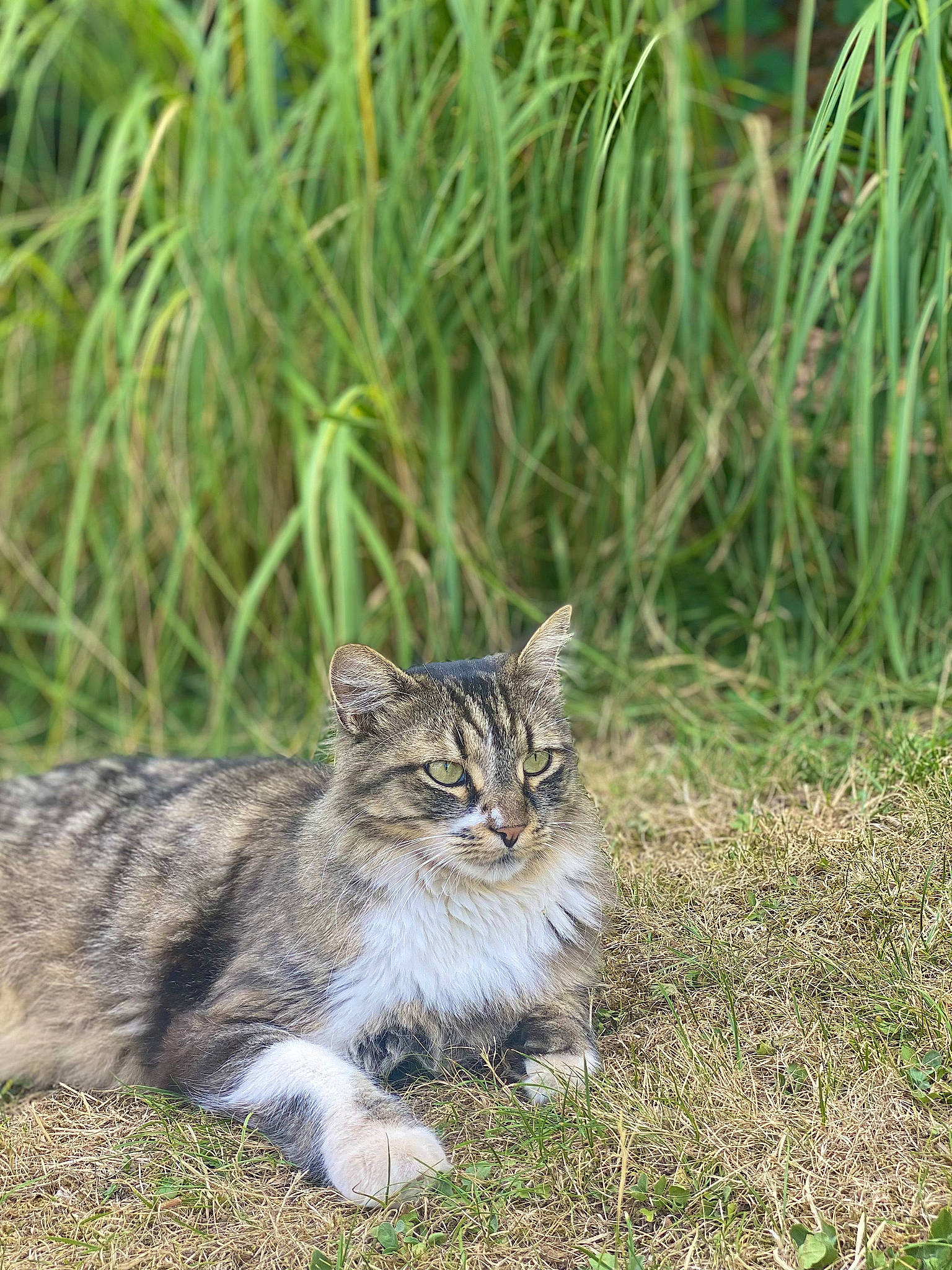 Jupiter participe au concours pour gagner de l'argent avec cette photo : carnivore, cat, domestic_short_haired_cat, felidae, fur, grass, grass_family, grassland, groundcover, herbaceous_plant, plant, prairie, sitting, small_to_medium_sized_cats, snout, soil, tail, terrestrial_animal, whiskers, wildlife
