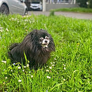 Aitchi a rejoint le concours — aidez-le/la à gagner de superbes lots ! dog, black_dog, fluffy, grass, flowers, daisies, outdoor, nature, parked_cars, blurred_background, greenery, pet, animal, portrait, sitting, calm, daylight, close_up, cute, fur