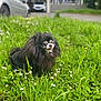 dog, black_dog, fluffy, grass, flowers, daisies, outdoor, nature, parked_cars, blurred_background, greenery, pet, animal, portrait, sitting, calm, daylight, close_up, cute, fur