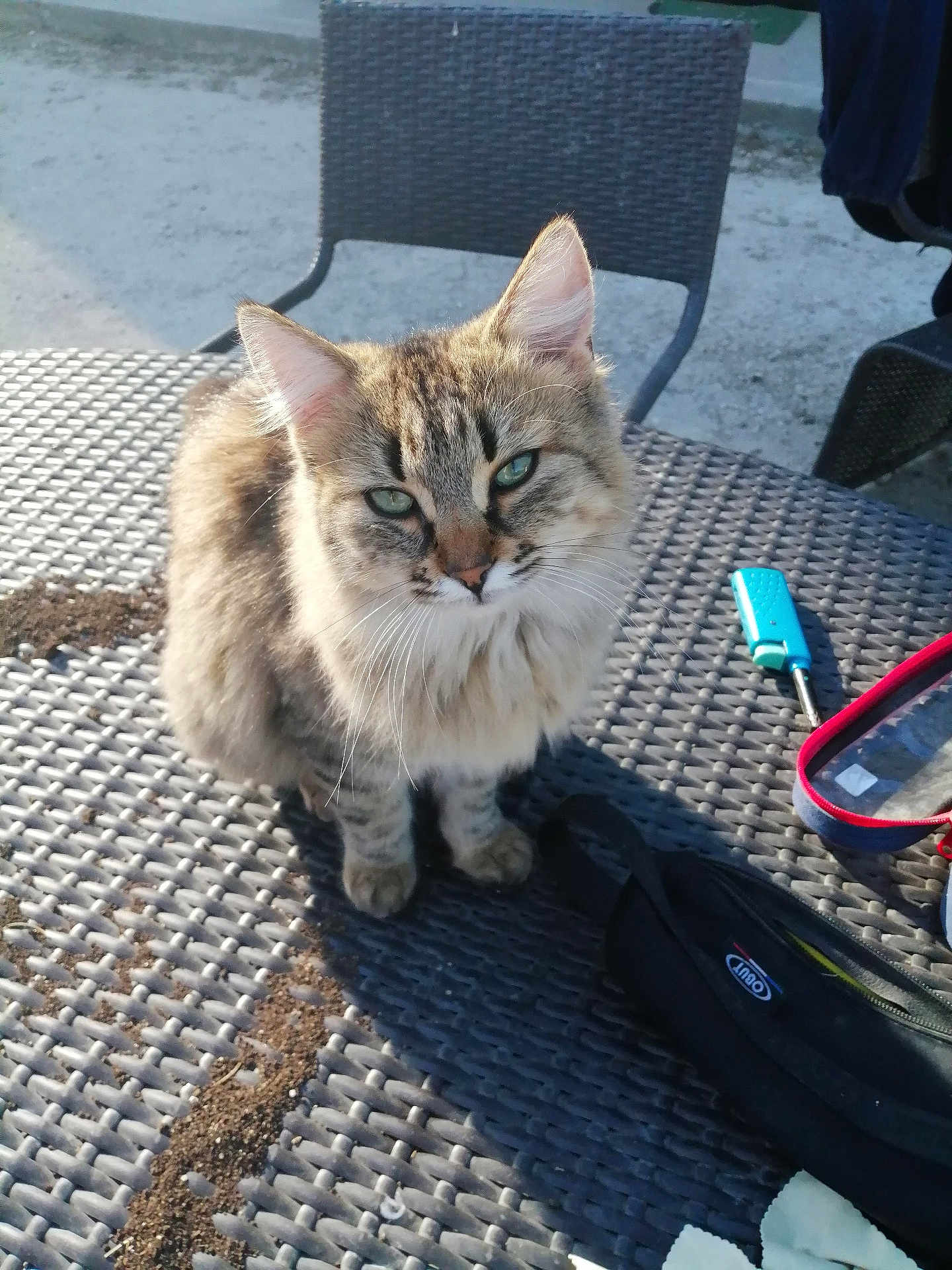 Sisi Youkadi a rejoint le concours — aidez-le/la à gagner de superbes lots ! cat, tabby_cat, outdoor, table, woven_table, chair, lighter, pouch, feline, pet, fur, green_eyes, sunlight, shadow, texture, closeup, animal, domestic_animal, sitting, curious