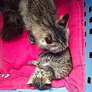 Sisi Youkadi a rejoint le concours — aidez-le/la à gagner de superbes lots ! cat, kitten, adult_cat, feline, pet, animal, cuddle, pink_cushion, blue_basket, fur, whiskers, ears, sleepy, cute, domestic_cat, home, cozy, resting, nuzzling, bond