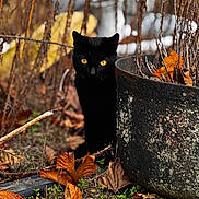 Chaos is registered to the contest to win money with this photo: animal, autumn, black_cat, cat, curious, dry_plants, fall, fallen_leaves, greenery, ground, hidden, mossy_pot, nature, outdoor, pot, rustic, seasonal, shadow, wildlife, yellow_eyes