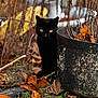 animal, autumn, black_cat, cat, curious, dry_plants, fall, fallen_leaves, greenery, ground, hidden, mossy_pot, nature, outdoor, pot, rustic, seasonal, shadow, wildlife, yellow_eyes