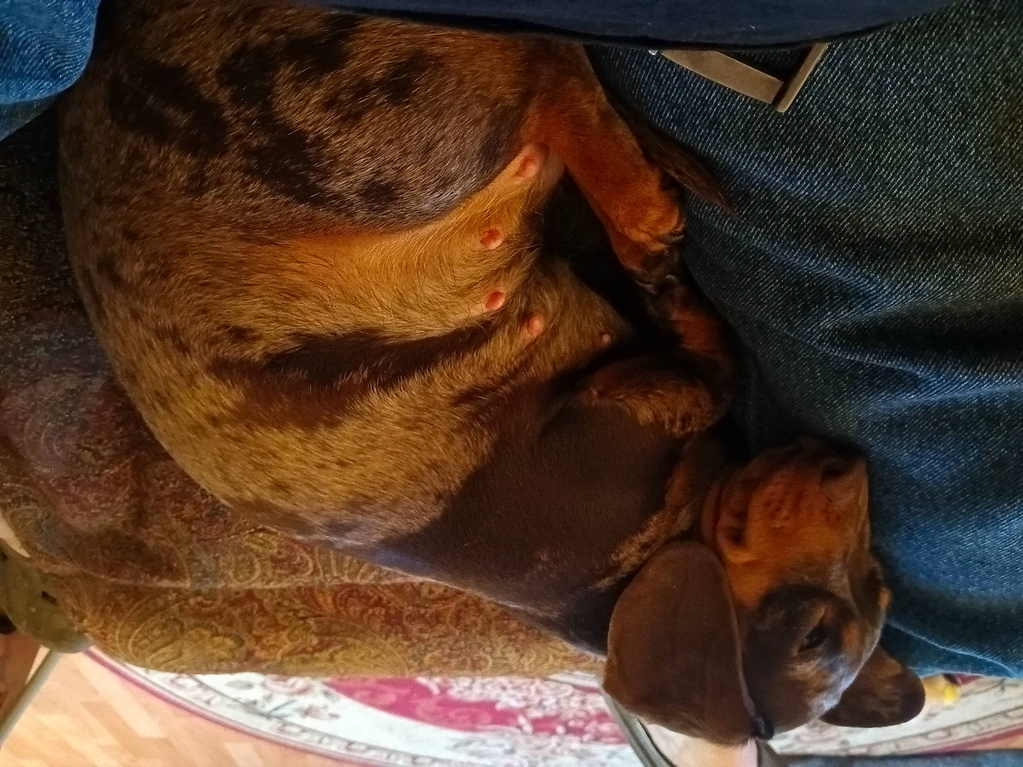 Kaylee joined the competition — help win amazing prizes! canidae, carnivore, comfort, companion_dog, dog, dog_breed, ear, elbow, fawn, foot, fur, human_leg, liver, metal, snout, sporting_group, thigh, wood, working_animal, wrinkle