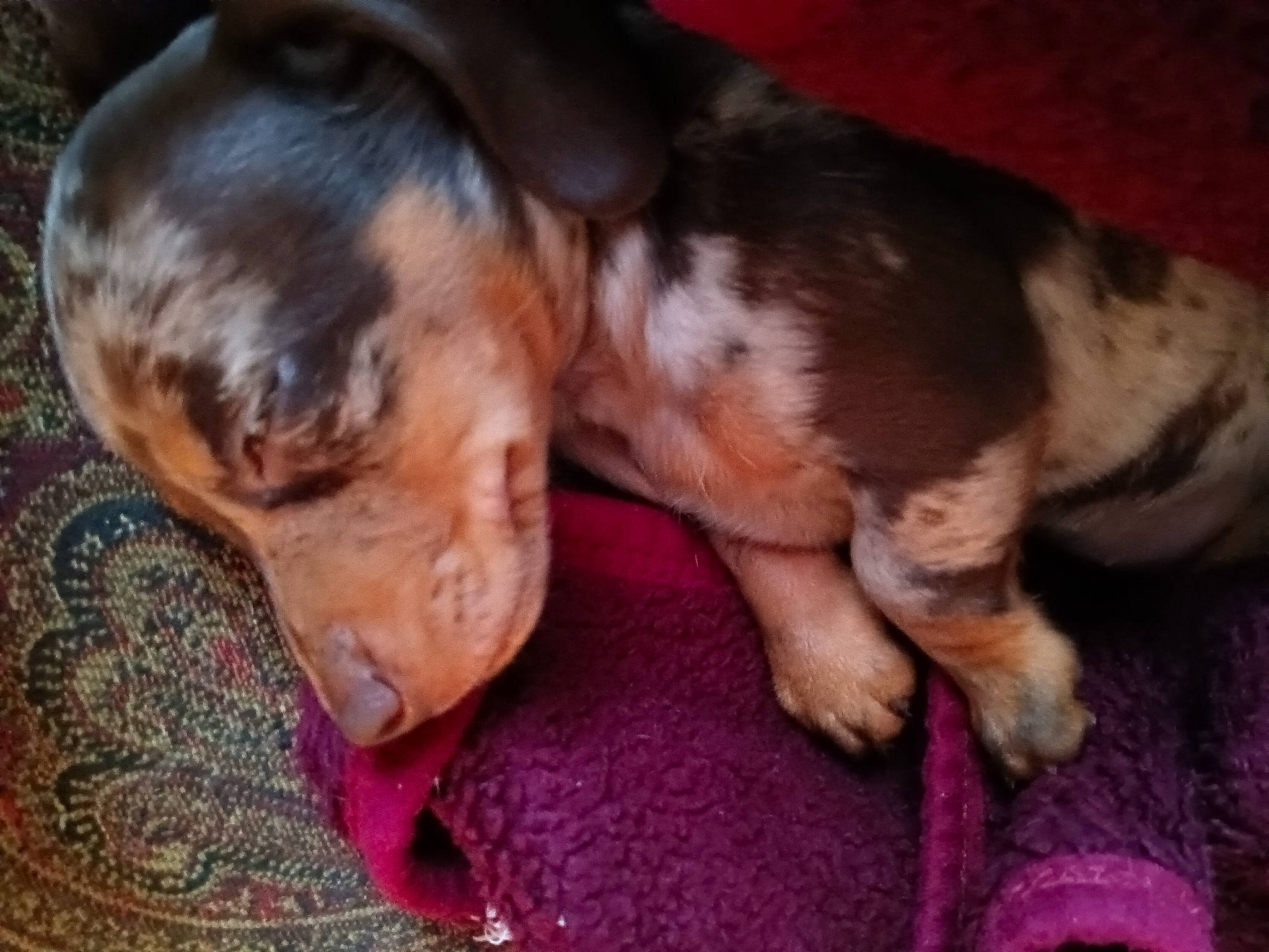 Kaylee is registered to the contest to win money with this photo: canidae, carnivore, comfort, companion_dog, dog, dog_breed, ear, fawn, fur, liver, paw, snout, sporting_group, terrestrial_animal, toy_dog, working_animal