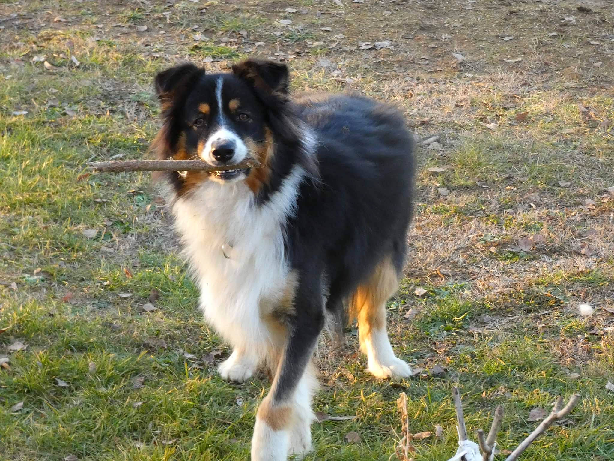 Typhon participe au concours pour gagner de l'argent avec cette photo : australian_collie, border_collie, canidae, carnivore, collie, companion_dog, dog, dog_breed, grass, herding_dog, plant, rough_collie, scotch_collie, sporting_group, terrestrial_animal, working_dog