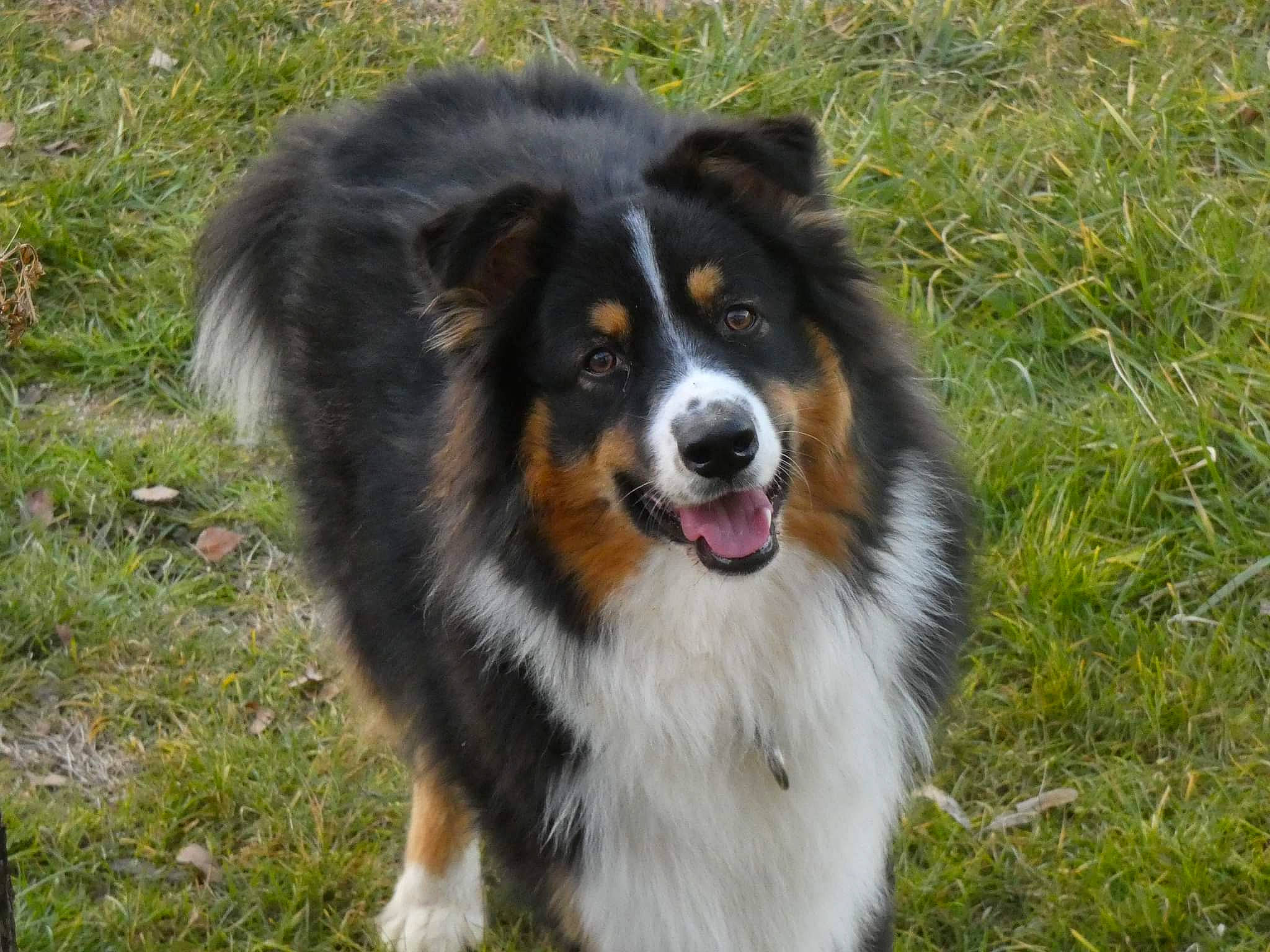 Typhon participe au concours pour gagner de l'argent avec cette photo : australian_collie, bernese_mountain_dog, border_collie, canidae, carnivore, collie, companion_dog, dog, dog_breed, grass, herding_dog, rough_collie, scotch_collie, snout, sporting_group, terrestrial_animal, whiskers, wildlife, working_dog