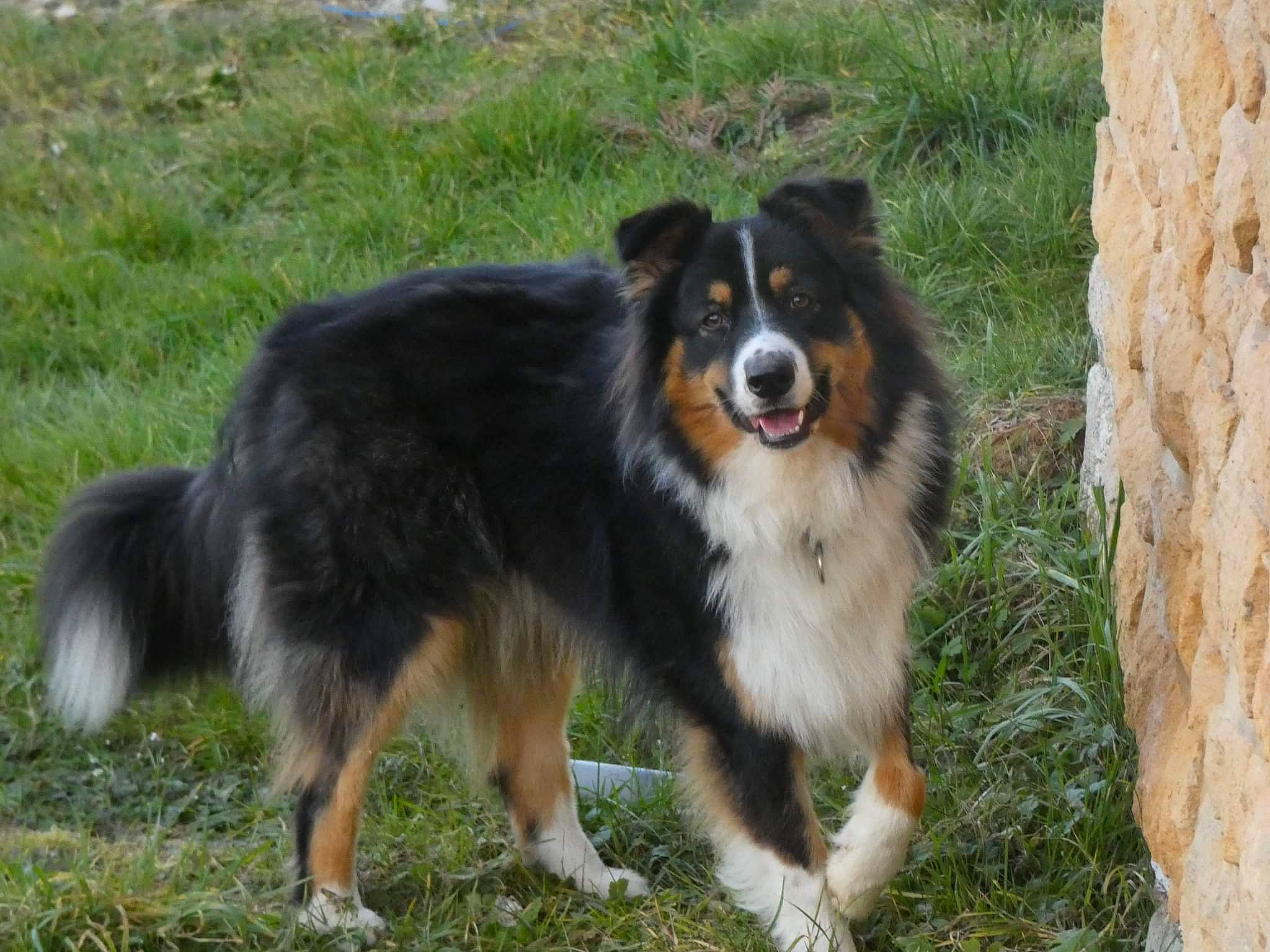 Typhon participe au concours pour gagner de l'argent avec cette photo : australian_collie, bernese_mountain_dog, canidae, carnivore, collie, companion_dog, dog, dog_breed, grass, herding_dog, snout, sporting_group, terrestrial_animal, working_dog