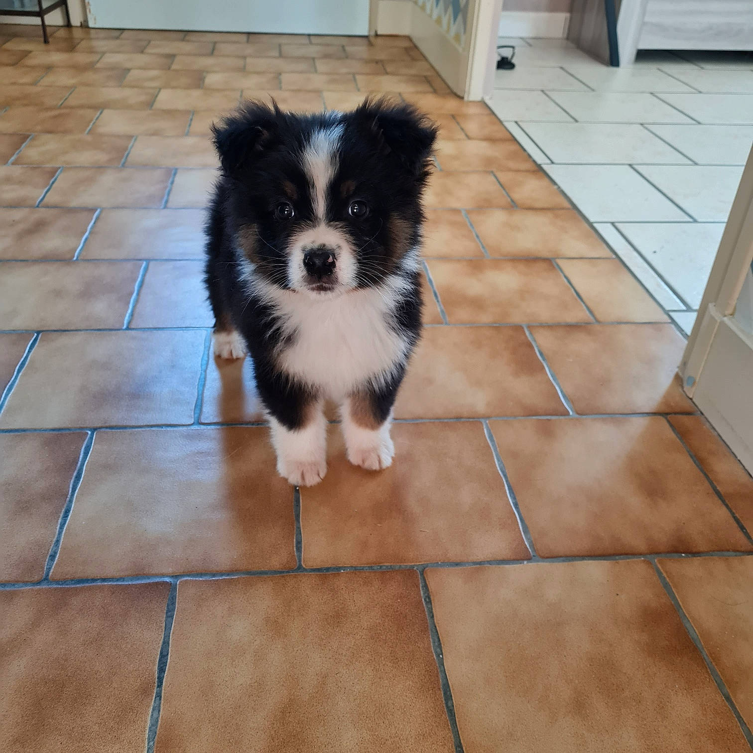 Typhon participe au concours pour gagner de l'argent avec cette photo : canidae, carnivore, companion_dog, dog, dog_breed, door, floor, flooring, fur, german_spitz_klein, hardwood, herding_dog, snout, tail, tile_flooring, toy_dog, whiskers, wood, working_animal, working_dog