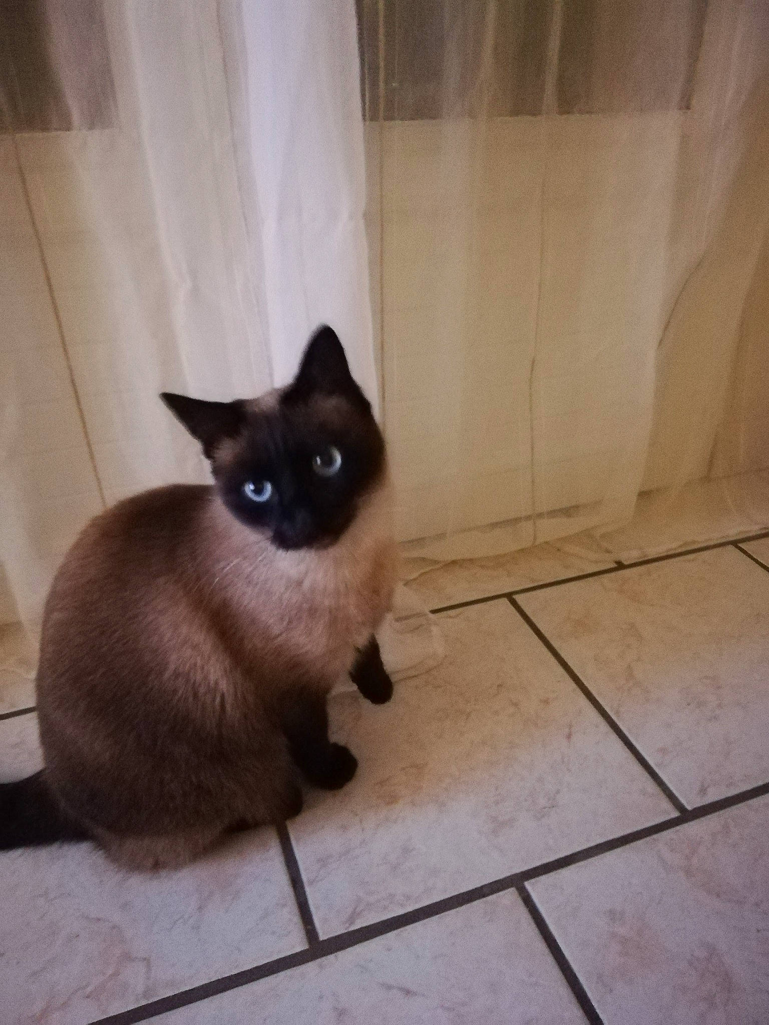 Nuts a rejoint le concours — aidez-le/la à gagner de superbes lots ! carnivore, cat, fawn, felidae, flooring, fur, iris, siamese, small_to_medium_sized_cats, snout, tail, terrestrial_animal, tile_flooring, tints_and_shades, whiskers