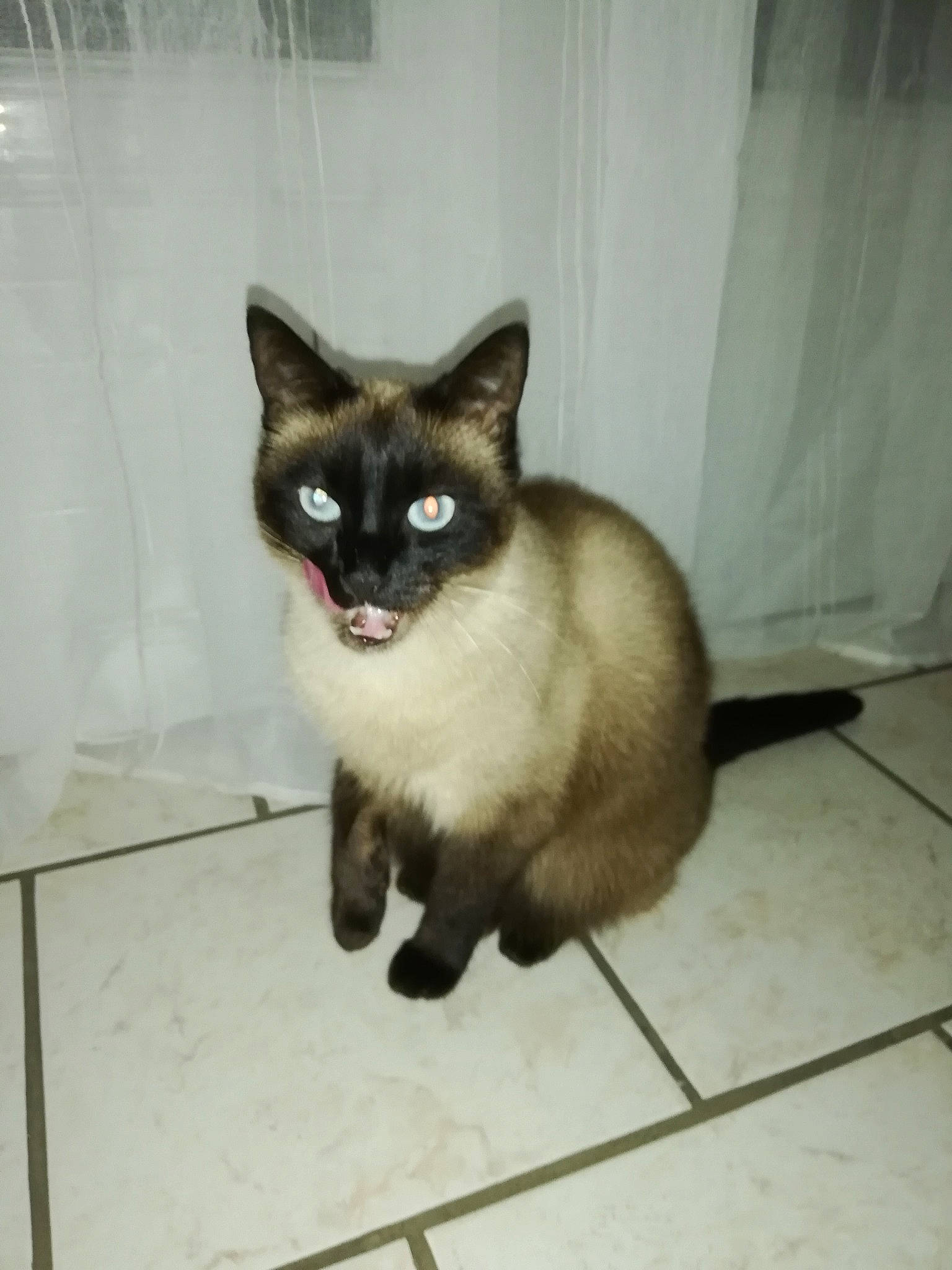 Nuts participe au concours pour gagner de l'argent avec cette photo : carnivore, cat, domestic_short_haired_cat, fawn, felidae, fixture, flooring, fur, paw, siamese, sitting, small_to_medium_sized_cats, snout, tail, terrestrial_animal, thai, whiskers