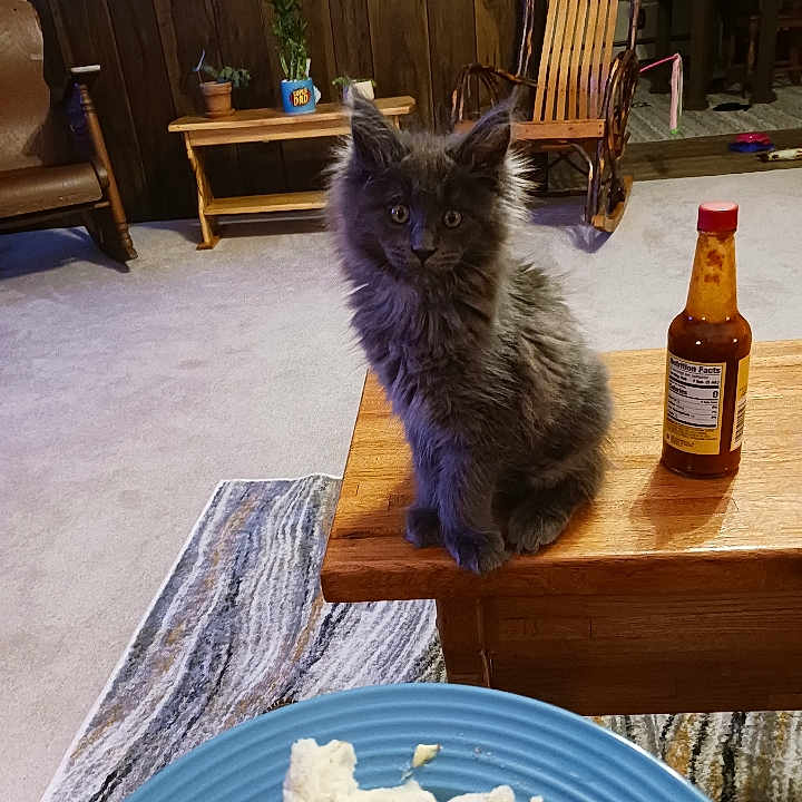Toby R Readler is registered to the contest to win money with this photo: carpet, cat, chair, cozy, curious, domestic, food, gray_fur, home, hot_sauce, indoor, kitten, living_room, pet, plant, plate, rug, small_animal, table, wooden_furniture