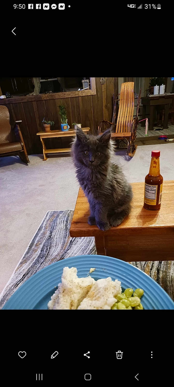 Toby R Readler is registered to the contest to win money with this photo: kitten, cat, gray_fur, table, hot_sauce, food, plate, living_room, wooden_furniture, rug, plant, chair, carpet, indoor, pet, curious, cozy, domestic, small_animal, home
