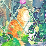 Doudou participe au concours pour gagner de l'argent avec cette photo : cat, orange_cat, flower, ivy, green_leaves, lattice_fence, plant_pot, outdoor, nature, pet, fluffy, tail, wall, garden, closeup, curious, sitting, feline, colorful, sunlight