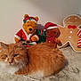 cat, orange_cat, fluffy_cat, plush_toys, santa_claus, gingerbread_man, holiday_decor, christmas, red_bow, white_fur, brown_fur, stuffed_animal, festive, smiling_face, background, indoors, table_surface, holiday_season, cozy, cute