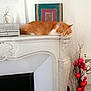 Doudou a rejoint le concours — aidez-le/la à gagner de superbes lots ! cat, orange_cat, fireplace, mantel, decor, vase, red_balls, indoor, relaxed, furniture, artwork, silver_box, white_wall, cozy, pet, fluffy, resting, home, classic, ornate