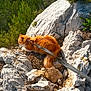 Doudou a rejoint le concours — aidez-le/la à gagner de superbes lots ! cat, orange_cat, fluffy, rocky_terrain, cliff, leash, outdoor, nature, greenery, trees, exploration, pet, animal, sunlight, adventure, wildlife, fur, curious, daytime, hiking