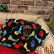 Bella joined the competition — help win amazing prizes! dog, blanket, couch, pet, cozy, colorful, paw_prints, bones, face, fur, plush, indoor, wall, brick_pattern, decor, toy, stuffed_animal, baby_yoda, cute, resting