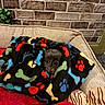 dog, blanket, couch, pet, cozy, colorful, paw_prints, bones, face, fur, plush, indoor, wall, brick_pattern, decor, toy, stuffed_animal, baby_yoda, cute, resting