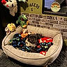 Bella joined the competition — help win amazing prizes! dog, pet_bed, blanket, plush_toy, stuffed_animal, green_dinosaur, yellow_bunny, black_dog, cozy, indoor, brick_wall, decor, baby_yoda, mirror, carpet, furniture, animal, cute, resting, colorful