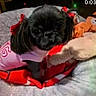 Bella joined the competition — help win amazing prizes! dog, small_dog, black_dog, pet, bed, blanket, plush_toy, pink_clothing, red_bows, cute, indoor, cozy, animal, fur, looking_at_camera, soft, resting, toy, comfort, closeup